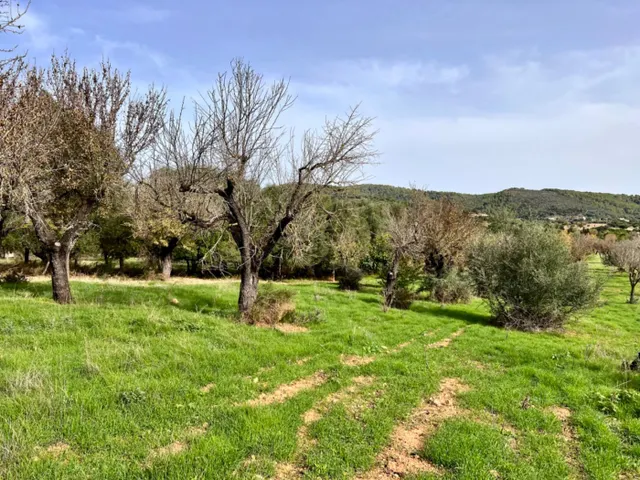 Finca rústica Campanet — 6