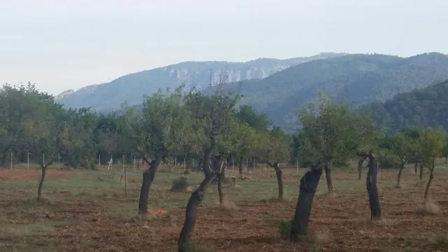 Parcela en bunyola con proyecto de construcción — 7
