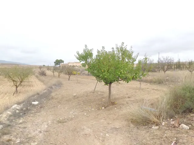 VENTA CASA DE PIEDRA CABALLUSA ( PINOSO) ALICANTE — 13