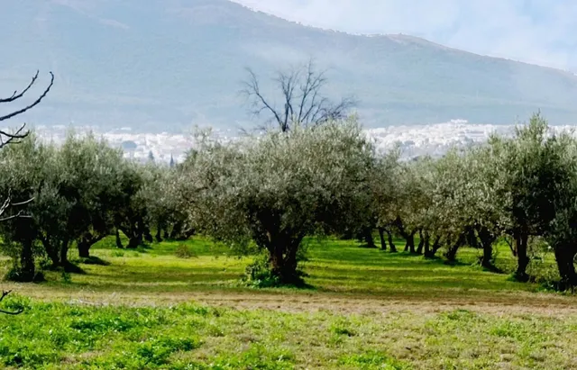 Parcela en venta - Puerto Sol-Los Almendros-El Tomillar