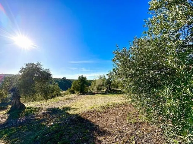 ADAMUZ - FINCA AGRICOLA DE 6 Has. CON CASA. - foto 5