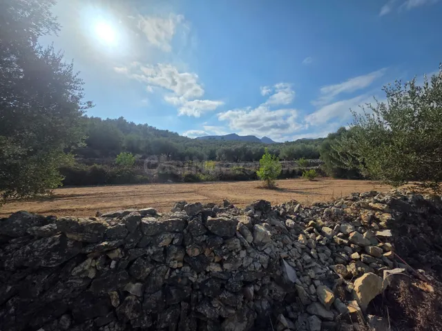 FINCA RÚSTICA MUY CUIDADA CON OLIVOS Y ALGARROBOS EN MAS DE  - foto 5