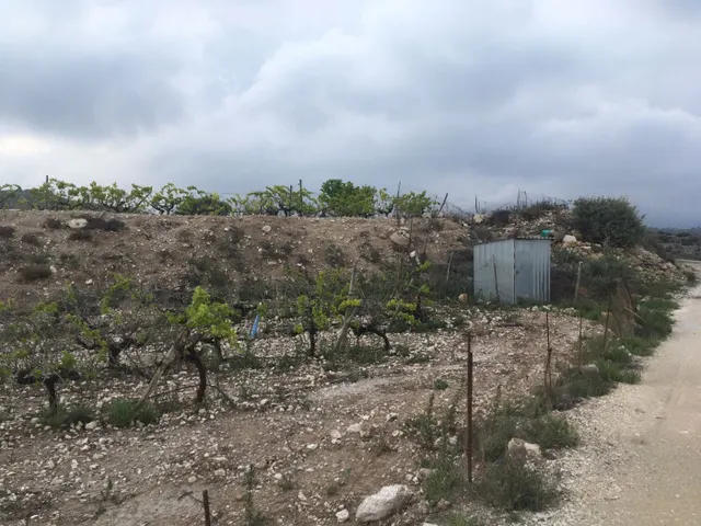 27.500 metros de terreno con plantacion de Uvas o para construir un Chalet — 2