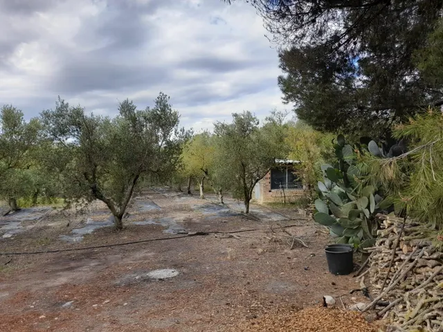 OPORTUNIDAD FINCA RUSTICA DE REGADIO CON CASA DE CAMPO EQUIPADA EN ASCO — 29