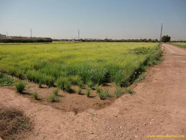 Terreno rural en venta - Huerta — 2
