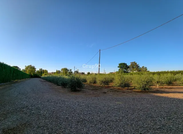 Finca de 7.500 m2 con 200 olivos y almacén de 123 m2 en partida rufea – ¡a solo 5 minutos de Lleida! — 4