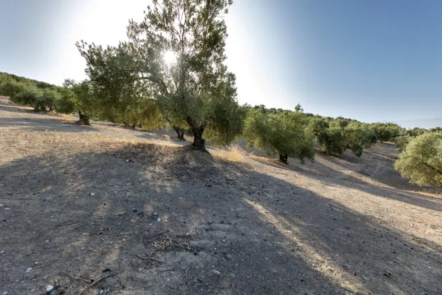 Terreno rural en venta - Alfacar — 24