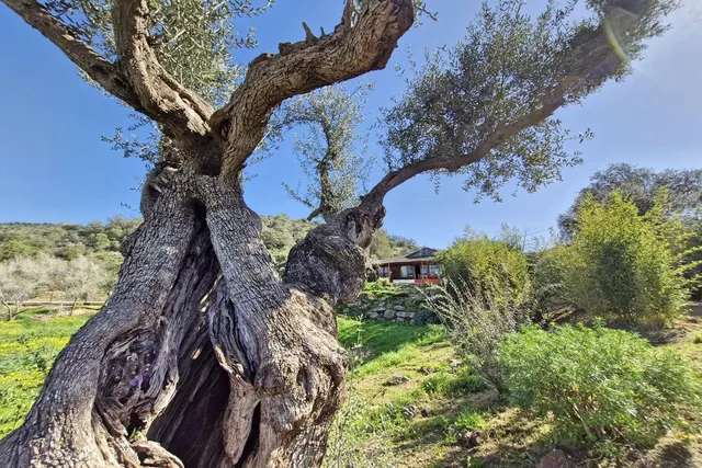 Finca Agrícola 3 habitaciones 163m² en venta - South of spain — 25