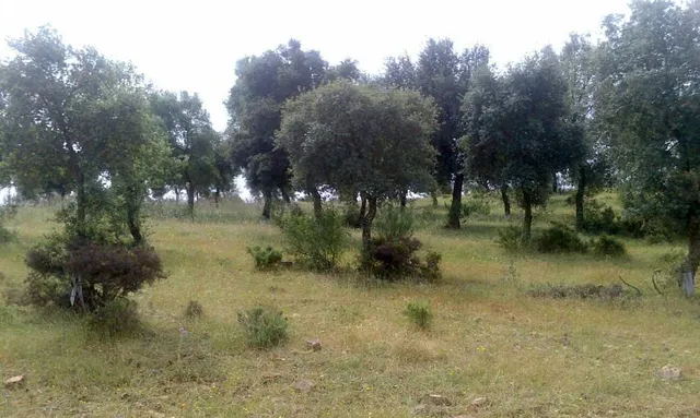 ESPECTACULAR FINCA RÚSTICA 200 HECTÁREAS PARA AGRICOLA, GANADERO, FORESTAL, CAZA EN VALVERDE HUELVA — 15