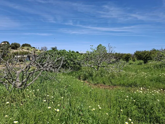 Terreno rústico de 3.413 m2 en Alhaurín de la Torre para proyectos rurales — 9