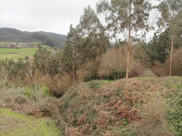 Finca Urbana en OzaCesuras - foto 5