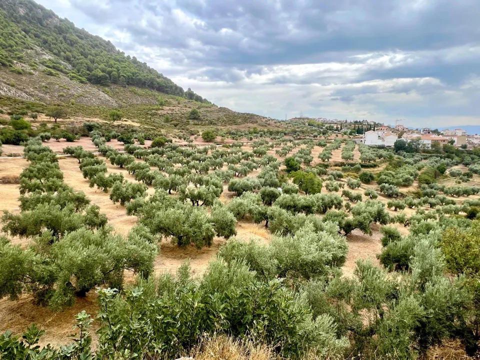 NIVAR - FINCA DE OLIVOS