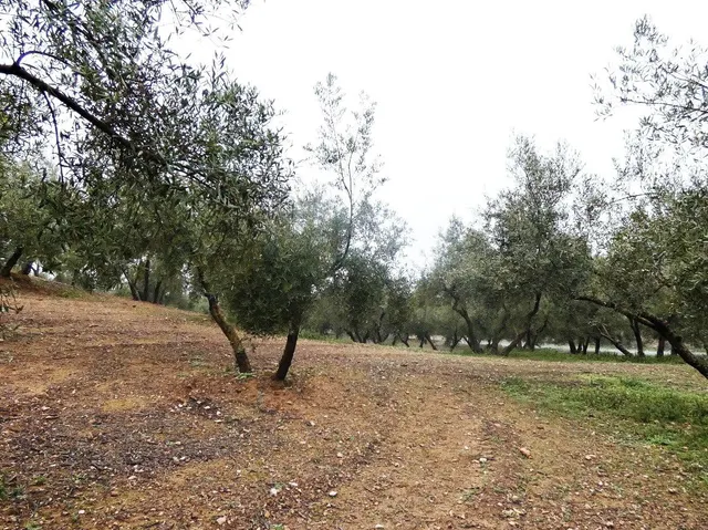 Finca rústica en Peligros – Excelente ubicación y acceso - foto 4