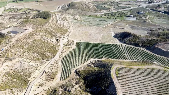 Parcela cultivada en producción — 6