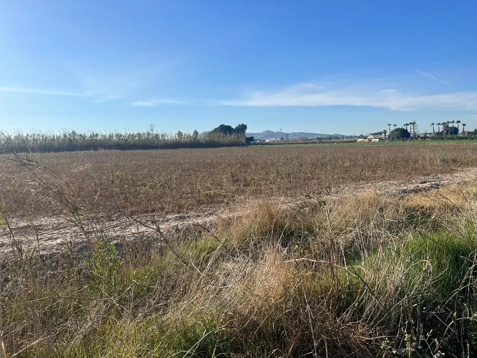 Terreno Almoradí Partida el Gabato 11.636 m2 Cerca Polígono Maromas y nuevo colegio