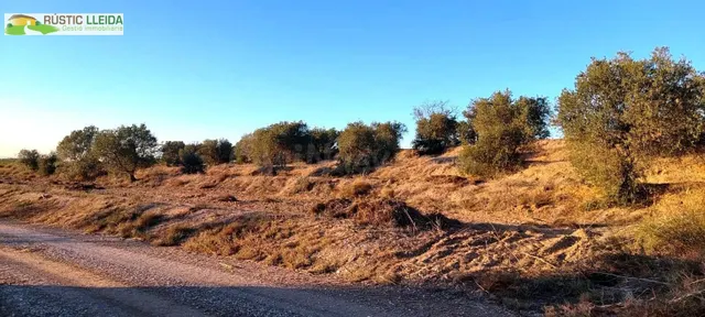 En venta finca rústica de regadío con olivos.