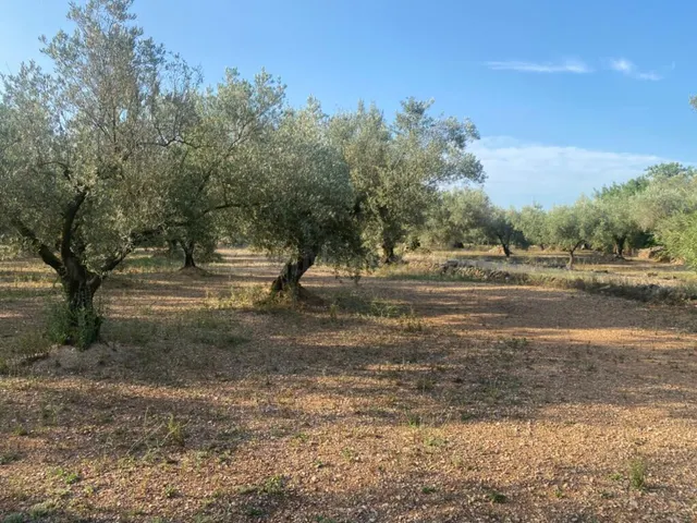 Fantástica finca con casa en la Miliana — 21
