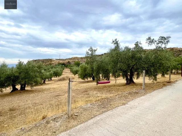 NIVAR - FINCA DE OLIVOS — 12
