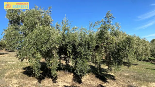 Olivar fresco en buena ubicación — 2
