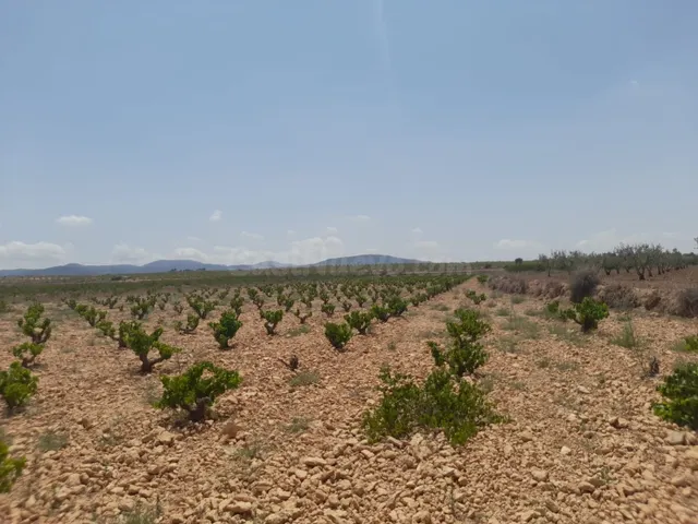 Parcela edificable en Pinoso - Comunidad Valenciana