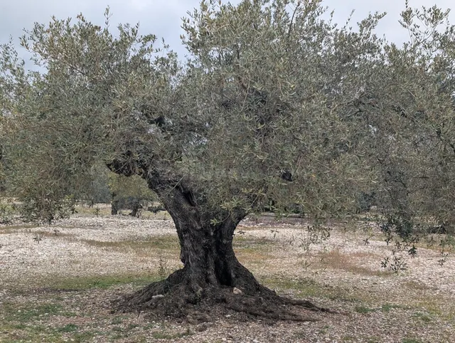 Terreno rural en venta - Traiguera - foto 4