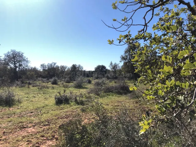 Terreno rural en venta - Porreres