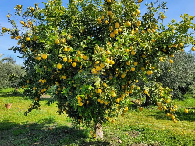Finca Rustica En Gibraleon — 32