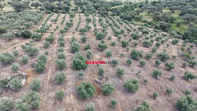 PARCELA DE OLIVAR A LA VENTA EN FUENTE OBEJUNA