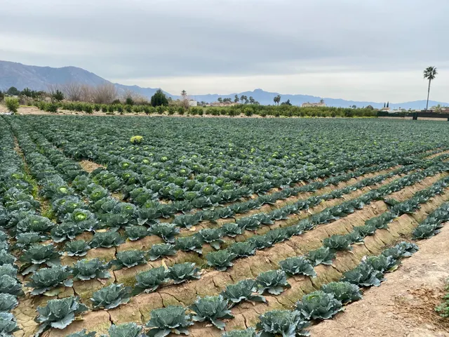 ESPECTACULAR PARCELAS URBANAS EN SANTA CRUZ MURCIA