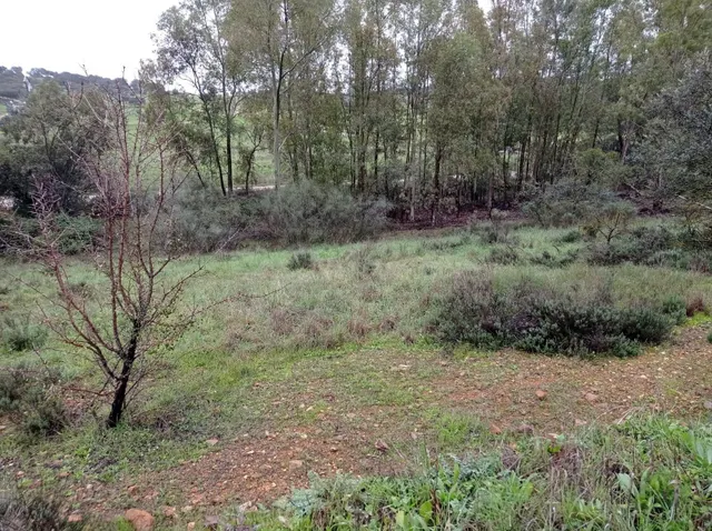 Bonita parcela en Cerro Arropéz 3.400 m2 - foto 3