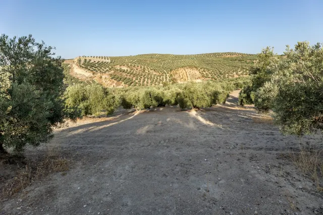 Terreno rural en venta - Alfacar — 17