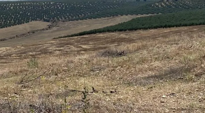 Tierra calma de regadío