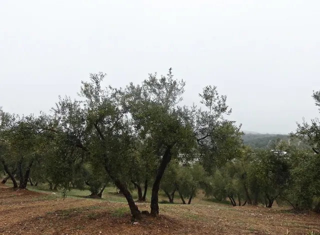 Finca rústica en Peligros – Excelente ubicación y acceso — 13