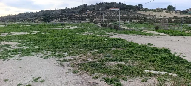 Amplio Terreno Rústico en Aspe - Pedanías Oeste a la Venta - foto 4