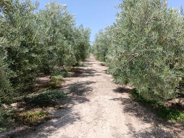 Se vende finca en Huércal-Overa, El Saltador!!!! — 10