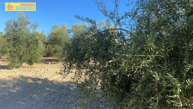 Olivar intensivo en buena ubicación — 3