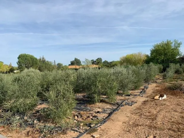 ZONA ALAMILLO - ESCRITURAS - Parcela de terreno de 2.500 m2  - foto 2