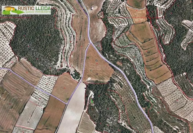 Finca de olivos en el término de Maldà.