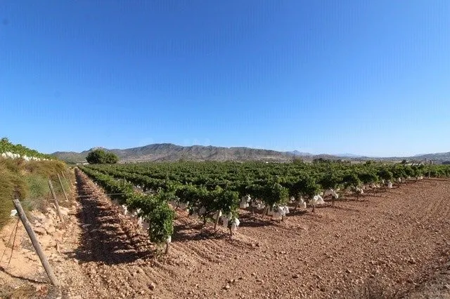 ESTUPENDA PARCELA N LA ROMANA (ALICANTE) - foto 2