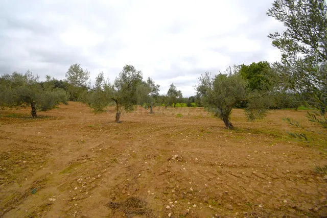 Finca rústica con olivos en Muro - foto 2