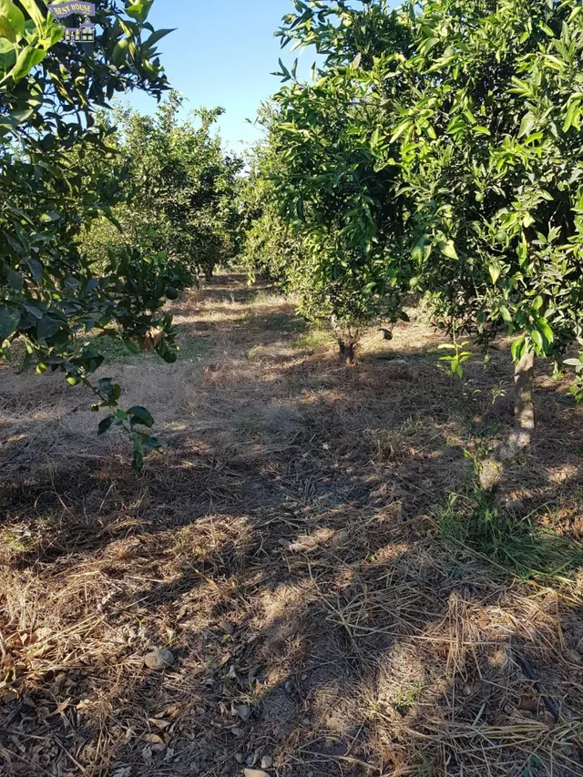 VENTA DE PARCELA CON ARBOLES FRUTALES — 3