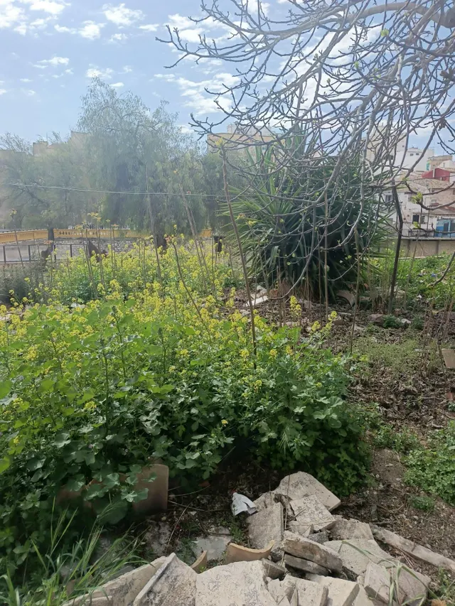 Gran casa en Aspe con inmenso jardín. — 14