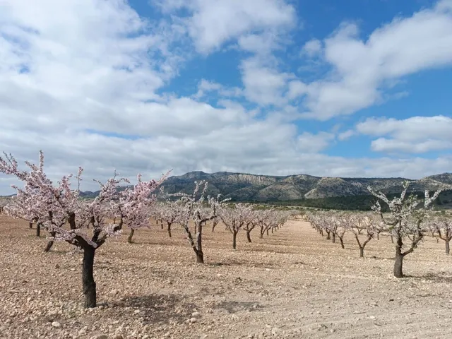 Parcela en venta en Pinoso, Alicante