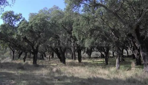 Terreno rural en venta - Extremadura - foto 3
