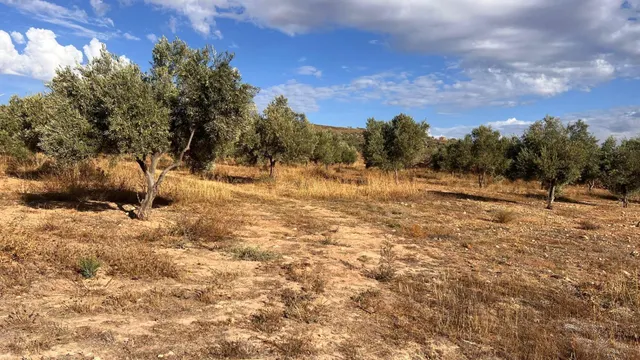 Excelente oportunidad: Finca rústica de 2 hectáreas con 300 olivos Picual — 11