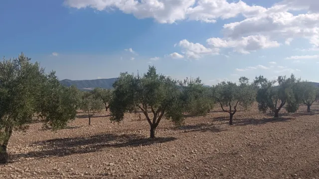 Terreno en Salinas para proyecto único - Comunidad Valenciana — 10