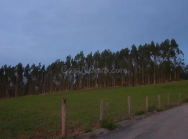 TERRENO EN VENTA ( CON EUCALIPTO) - foto 4