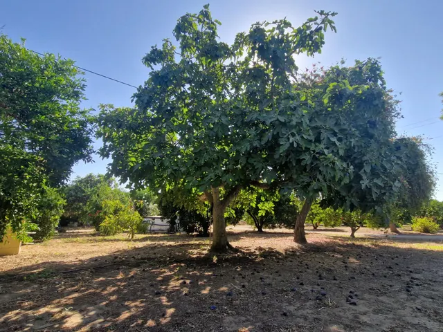 Finca rústica con dos viviendas, piscina y 56.000 m2 de tierras de regadío a 10 minutos de Jerez — 26