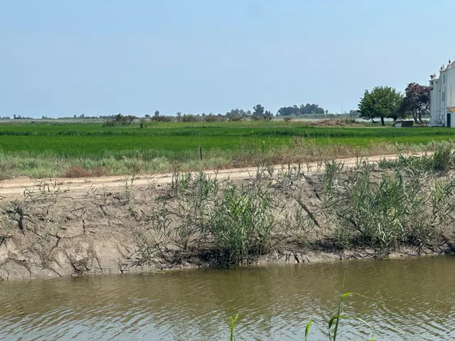 Oportunidad: Finca Rústica - Arrozal - foto 2