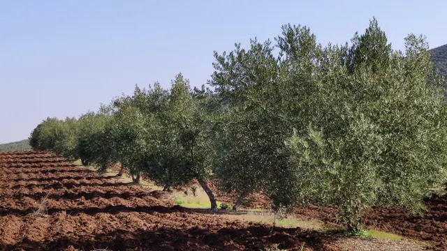 Olivar a pie de carretera — 3